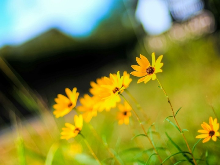 Flowers