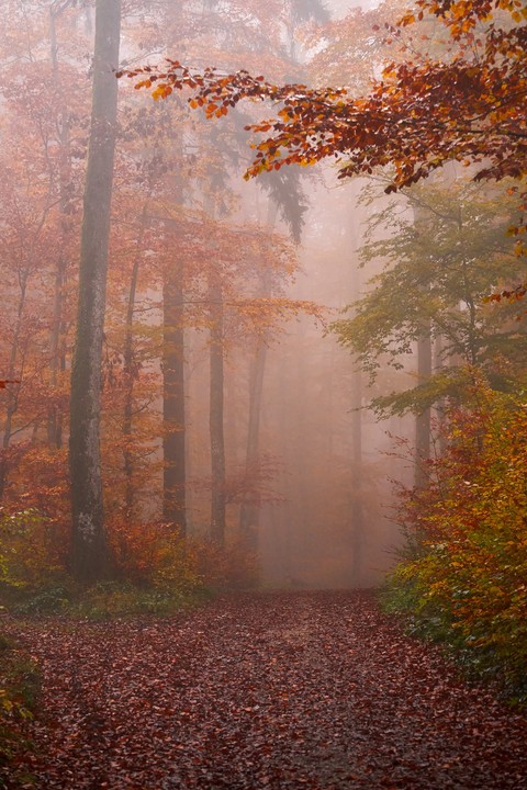 branch, mist वॉलपेपर