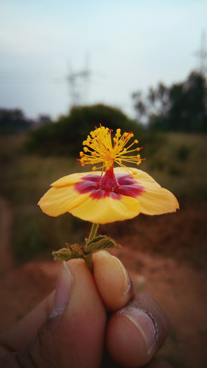 Flower