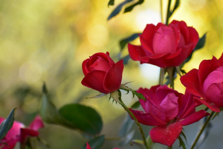 roses