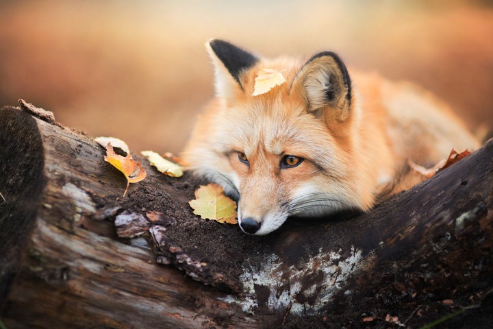 Fox