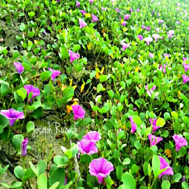 Beach flower