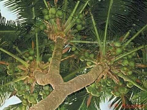 coconut tree