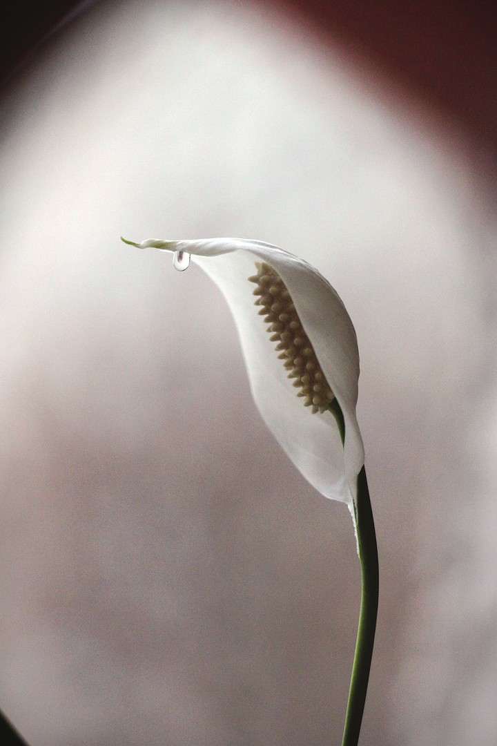 a drop