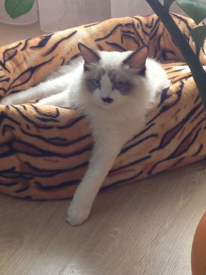 Isabel-my cat