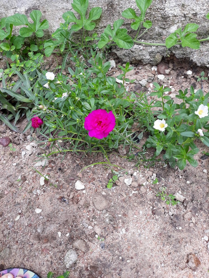 Beleza da natureza