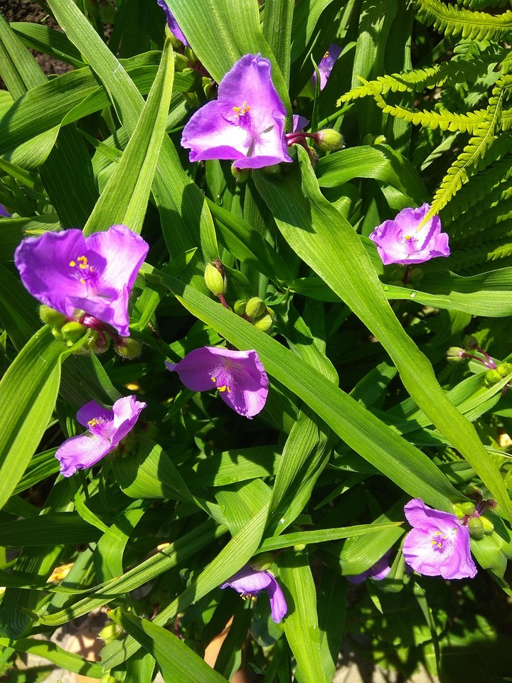 perple flowers