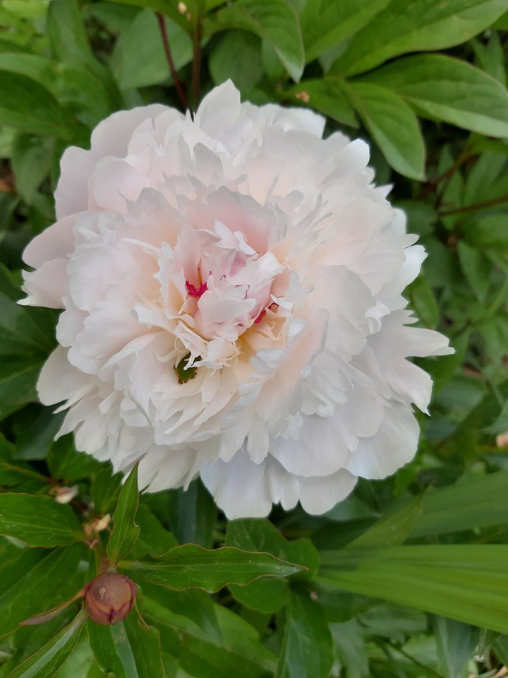 pivoine