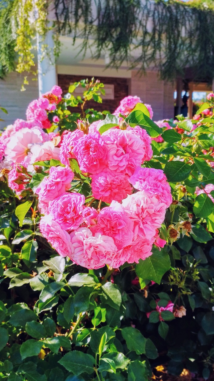 Roses