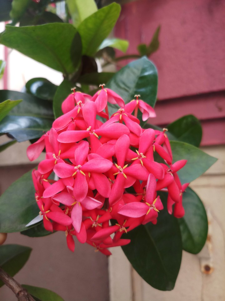 Flower