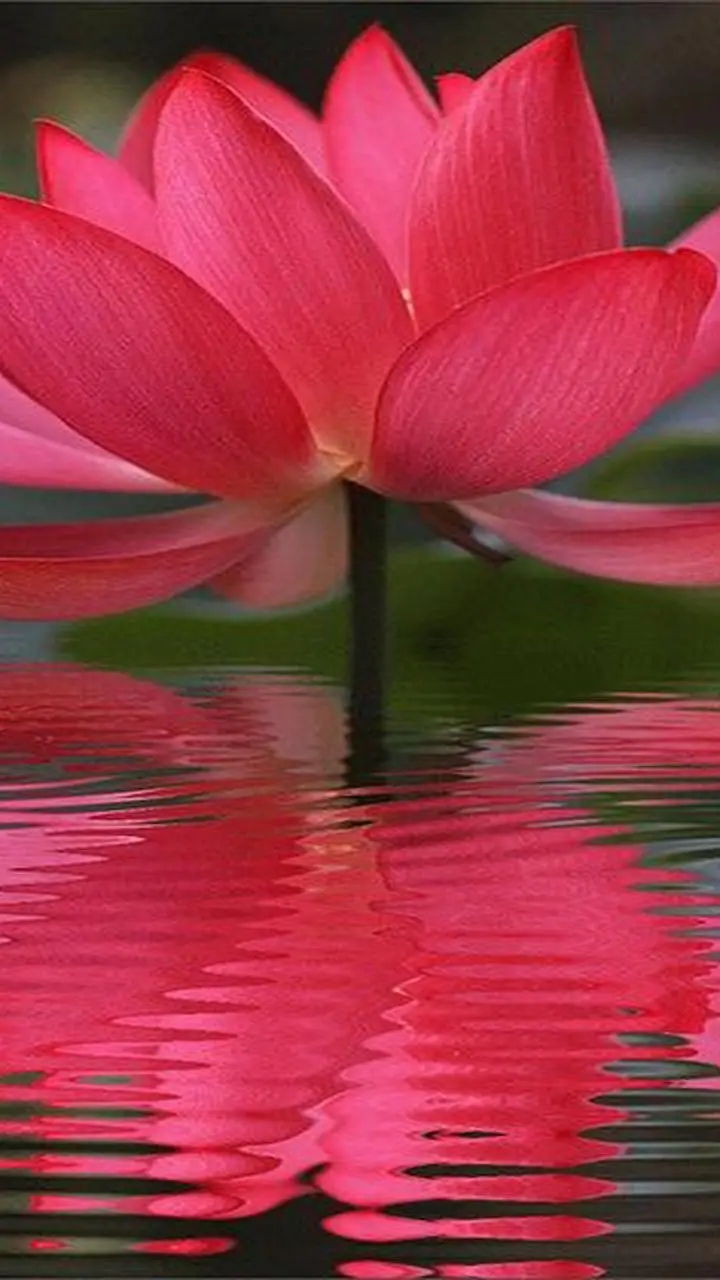 Water Flower