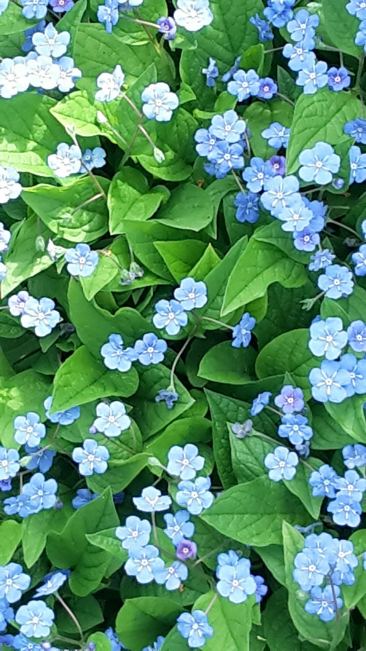 Happy blue Flowerpower