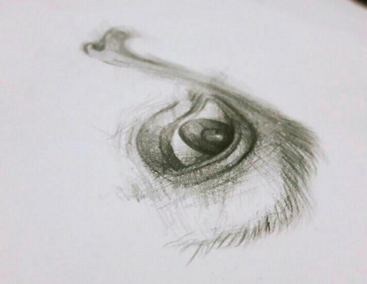 eye