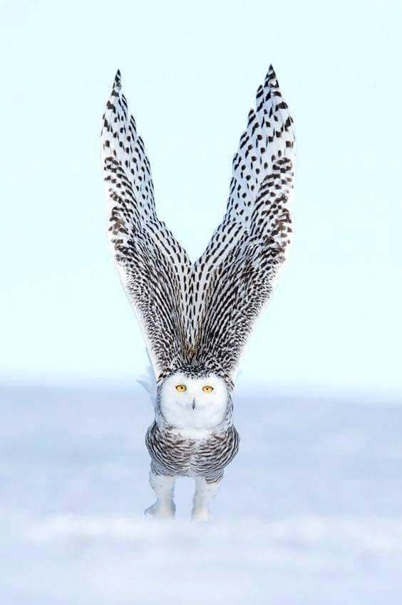 beautiful