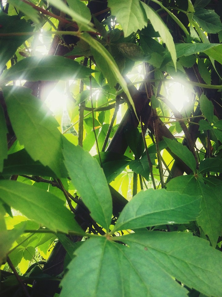 plant