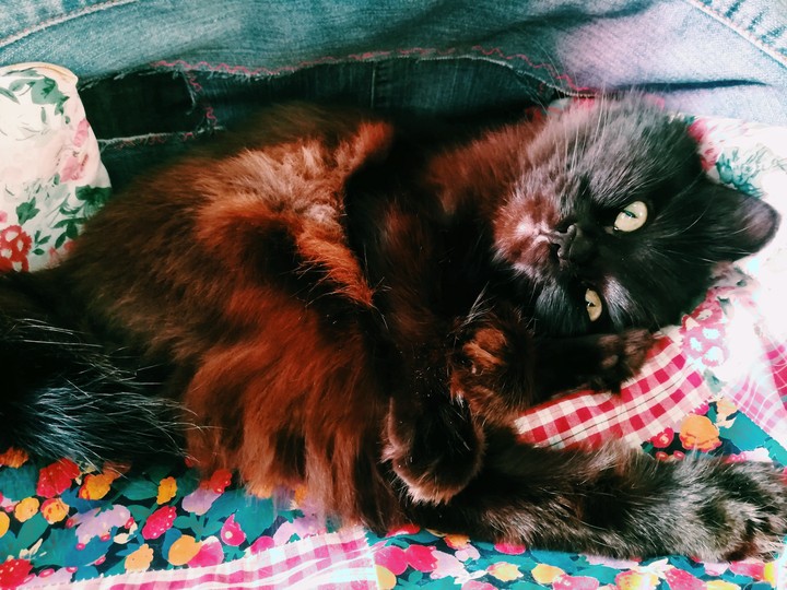 котейка