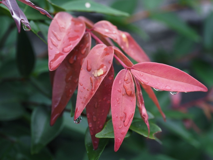 leaf