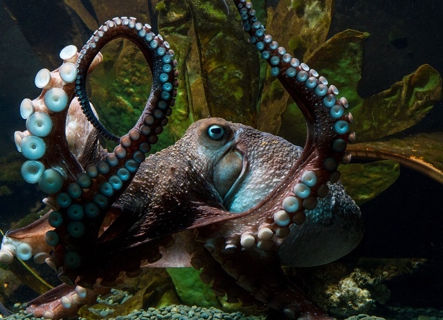 OCTOPUS