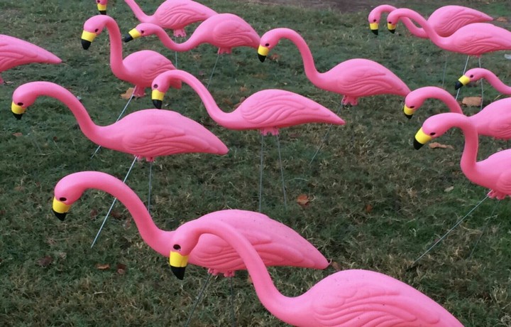 Flamingo yard