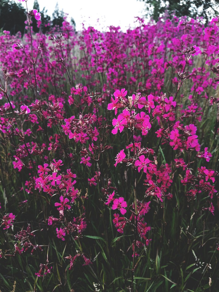 лето, цветы, жизнь
