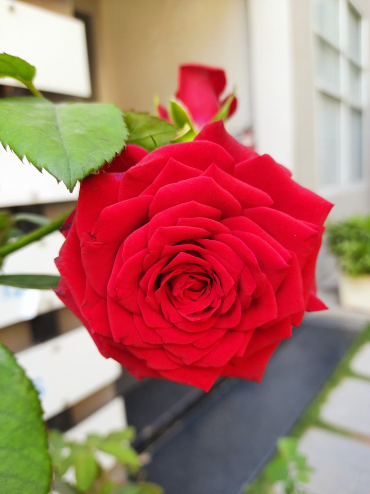 Rose