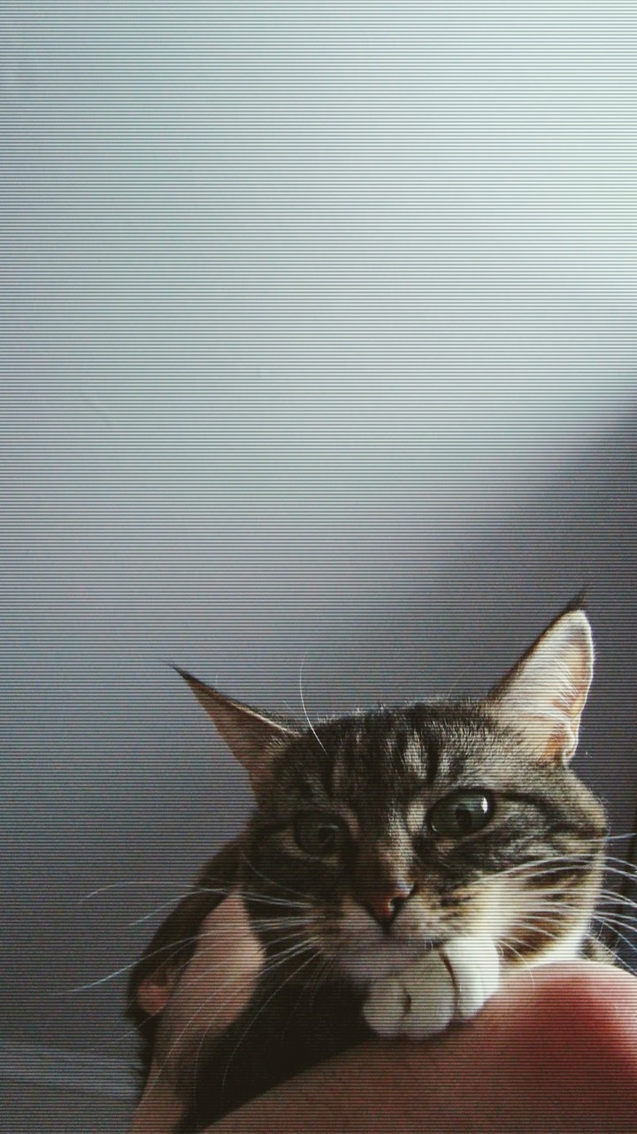 kat