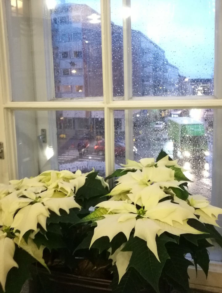 Christmas flowers