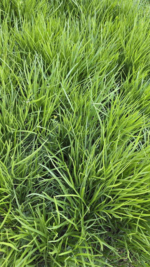 fonds d'écran sweetgrass, herb