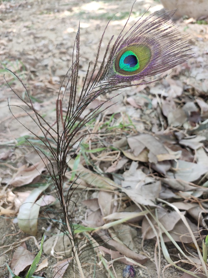 nature  beauty