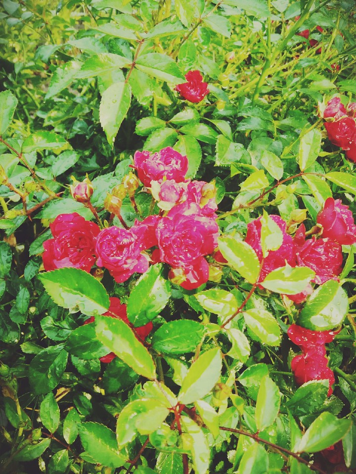 Rosen