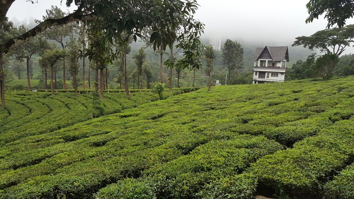 Tea garden
