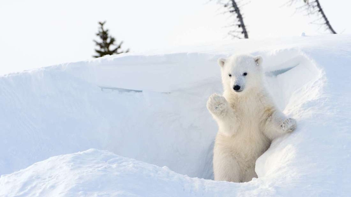 bear