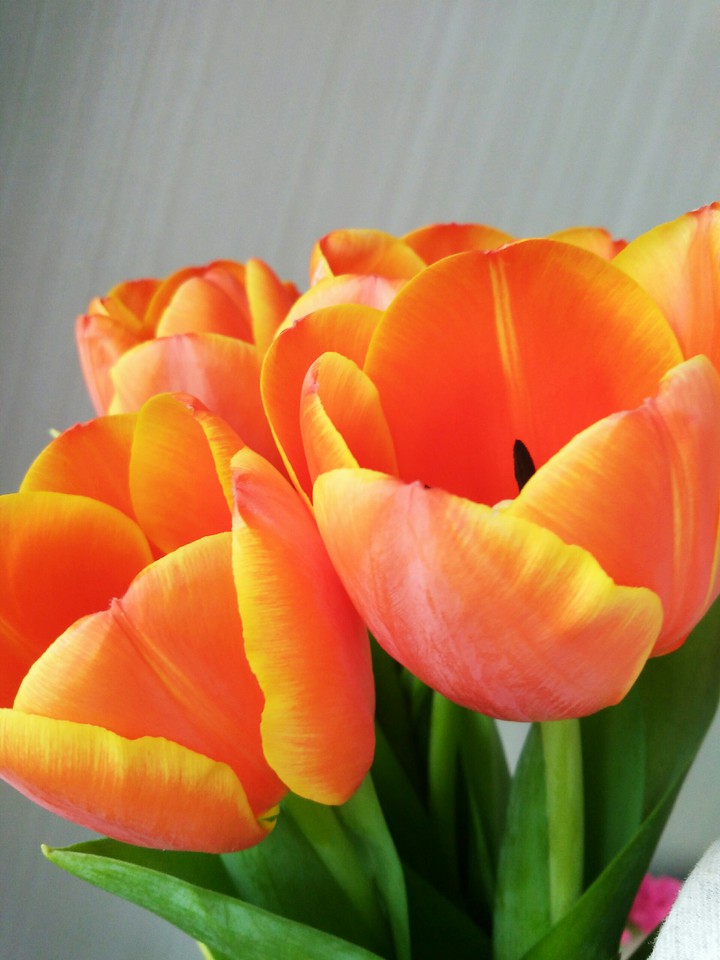 Tulip
