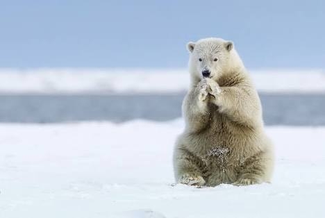 polarbear