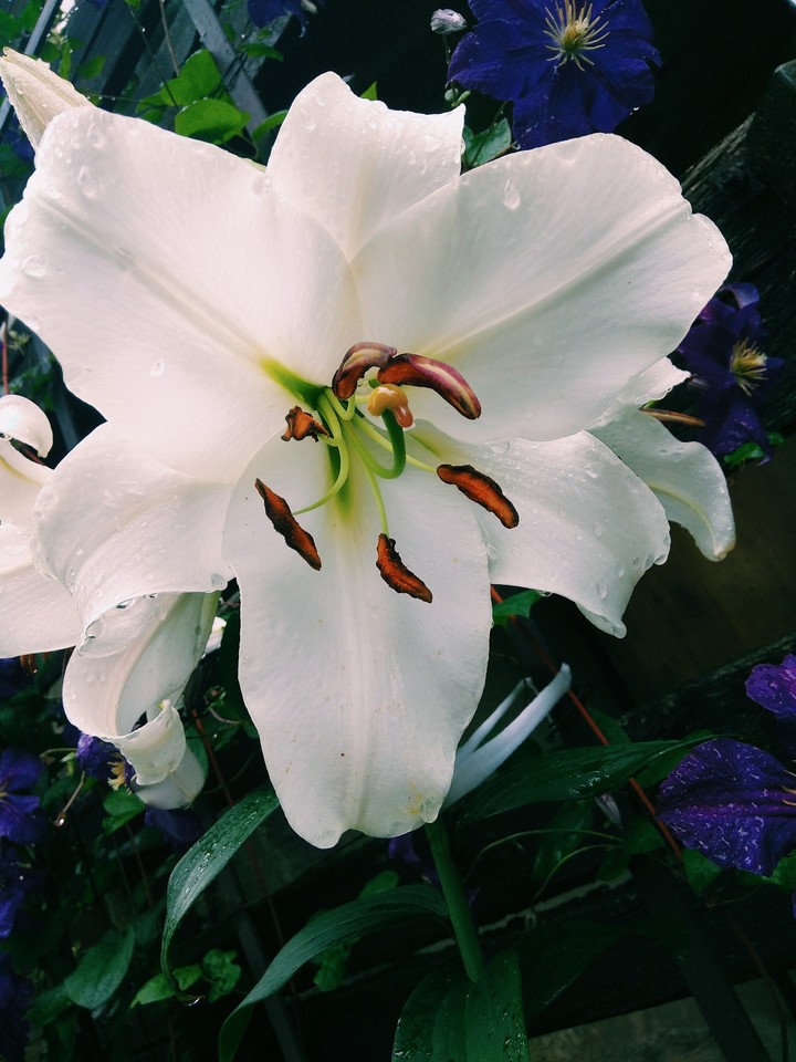 White & orange