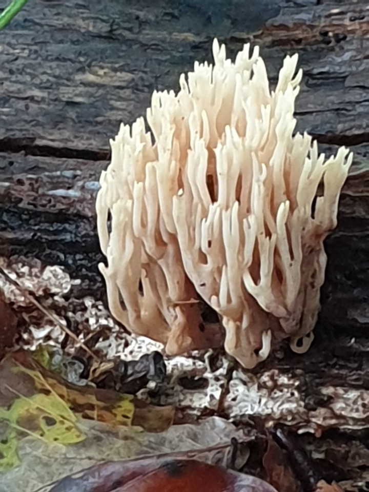 coral mushroom