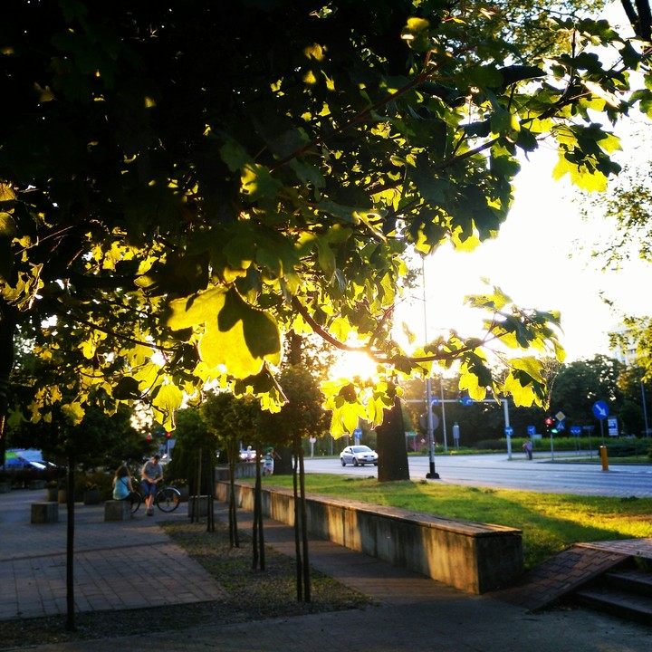 Sunshine from tree