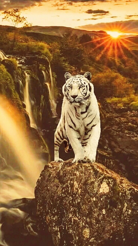 tiger