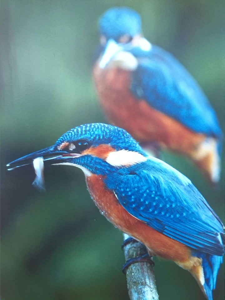 Bird2©