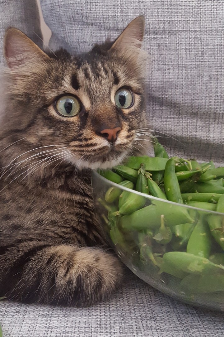 Cat and peas