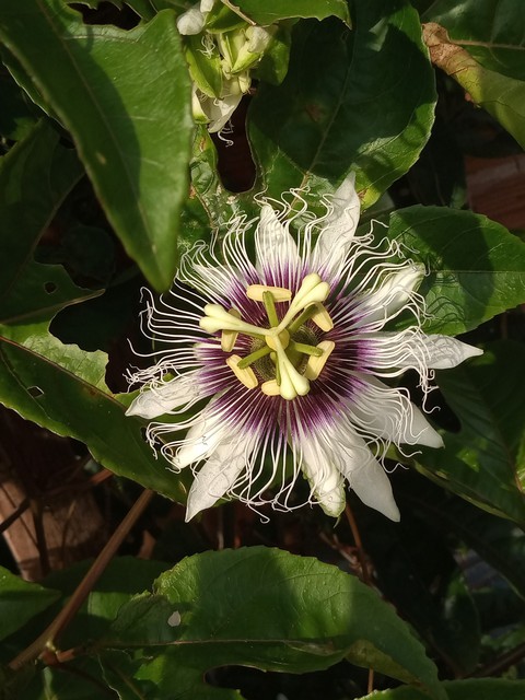 Beautiful Flower