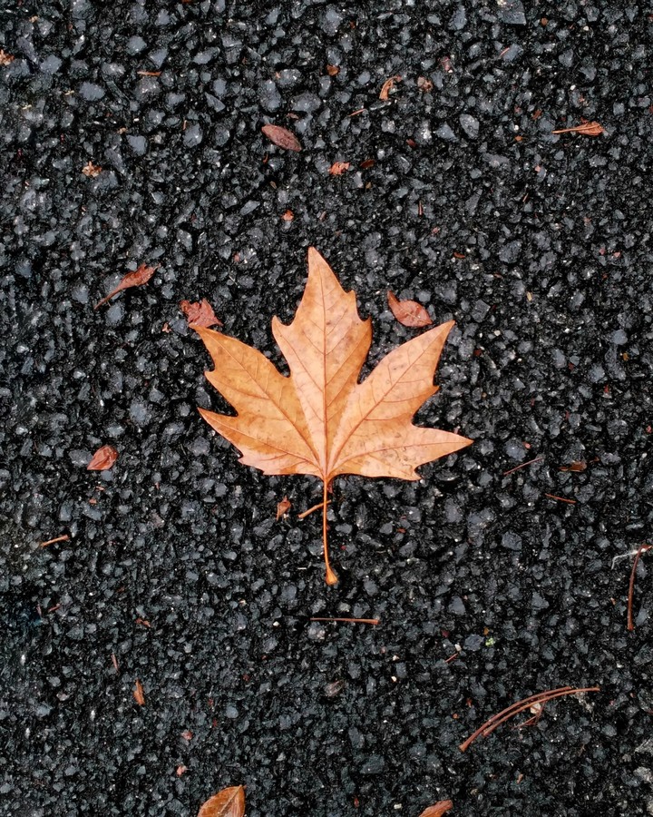 autumn