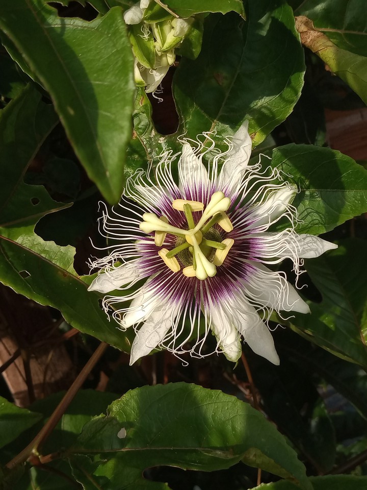 Beautiful Flower