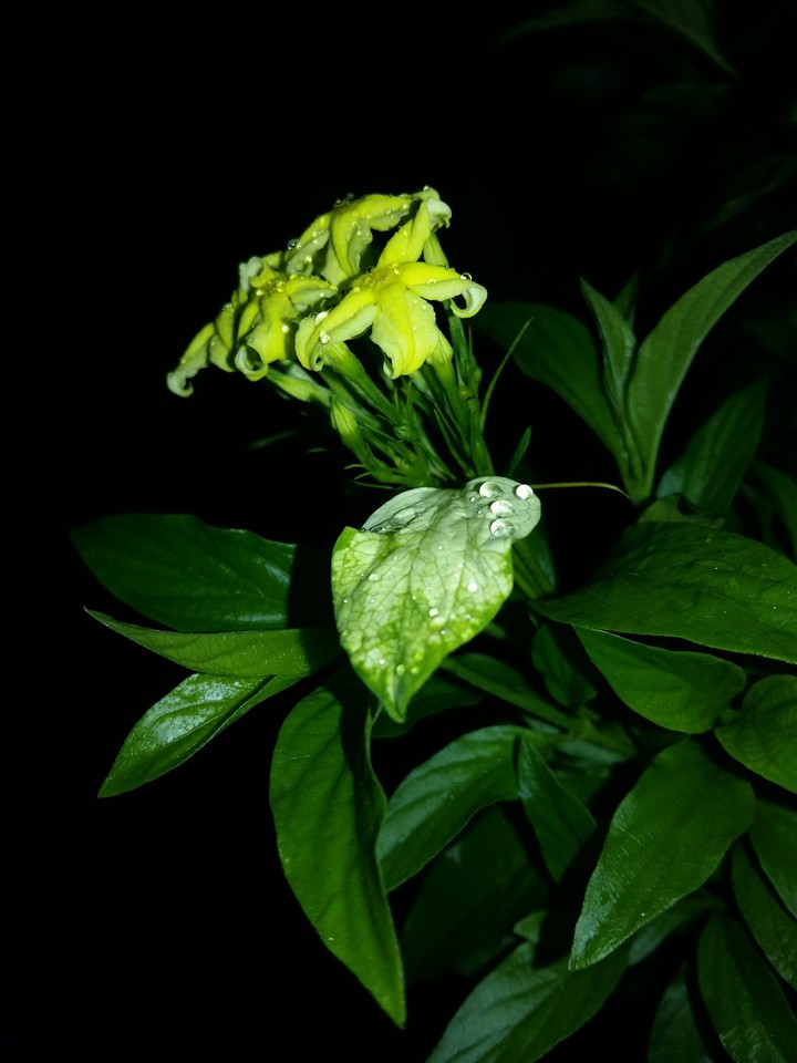 Dew
