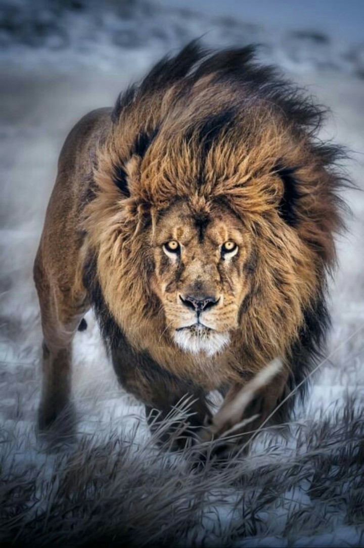 Lion