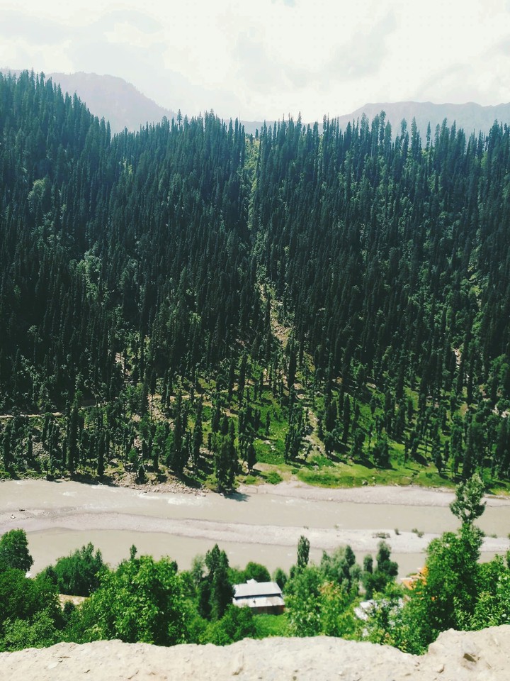 Pine top
