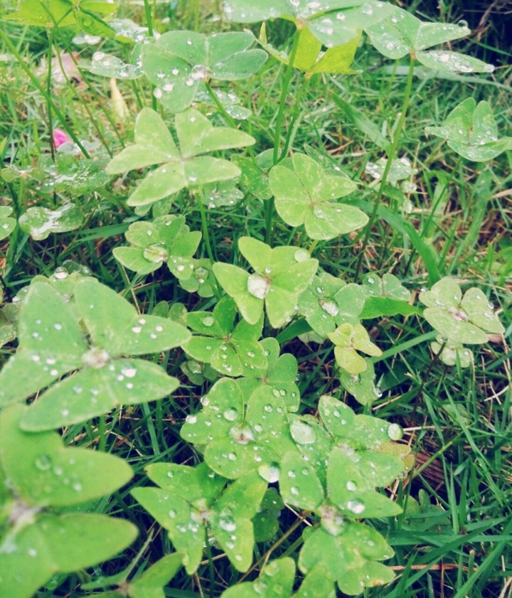 Green drops