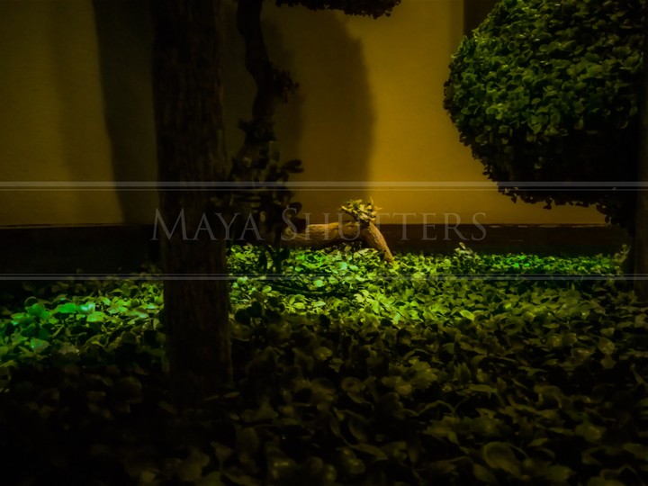 Maya Shutters... Nature