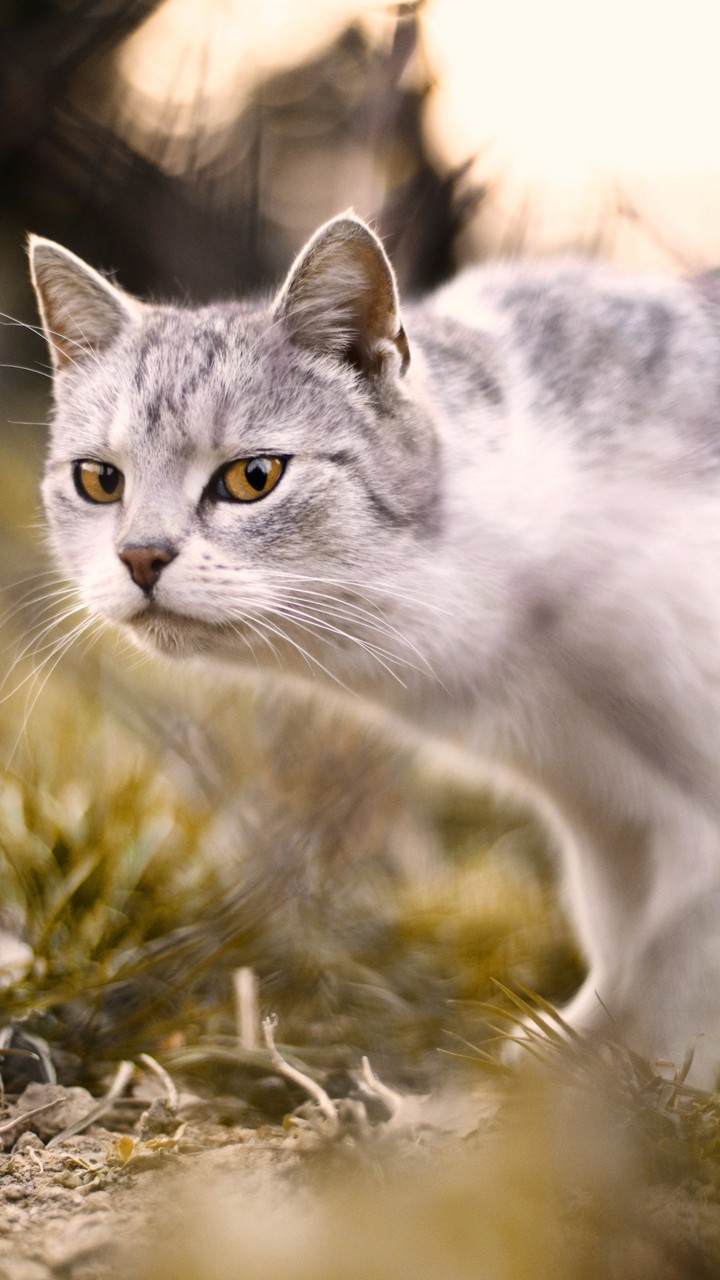 cat