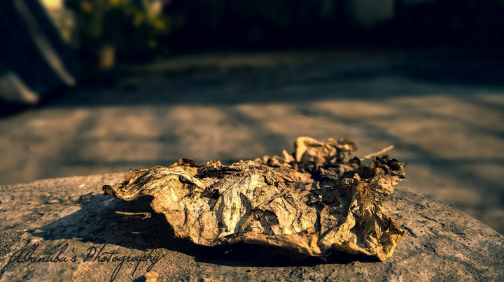Dry Leaf